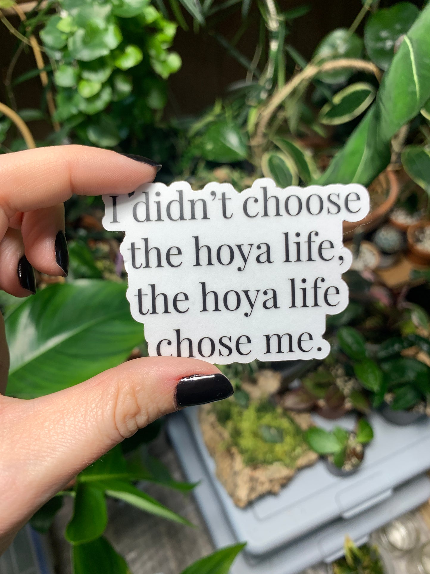 Hoya Life Sticker